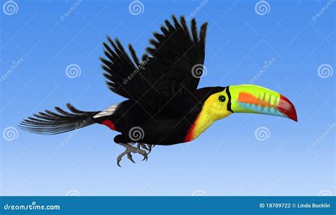 Keel Biled Toucan Flying Stock Photography - Image: 18709722