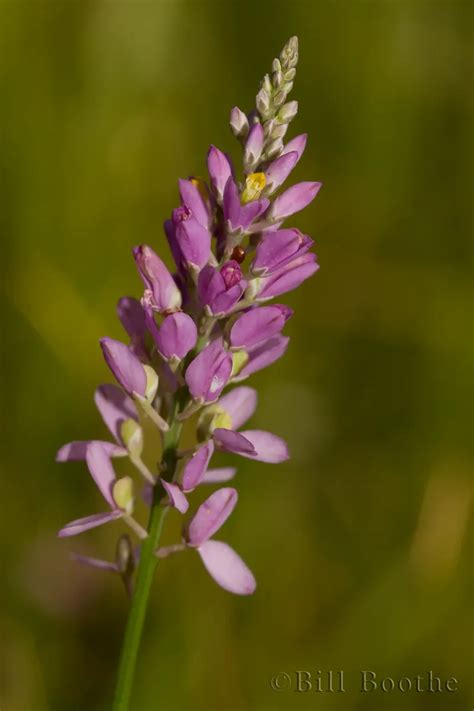 Hookers Milkwort Wildflowers Nature In Focus