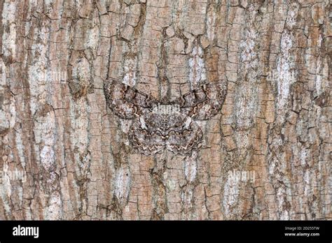 A Tulip Tree Beauty Moth Epimecis Hortaria Camouflages Against The