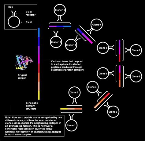 Epitope mapping