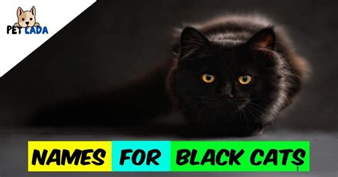 The Best & The Most Popular Names for Black Cats