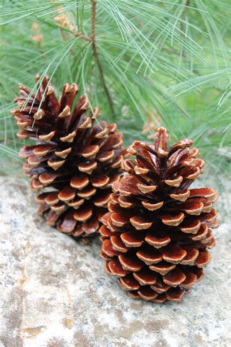 Free Images Tree Nature Branch Leaf Flower Decoration Pinecone