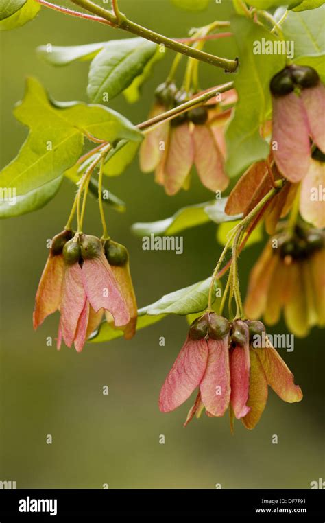 Acer Monspessulanum Montpellier Ahorn Fotos Und Bildmaterial In Hoher