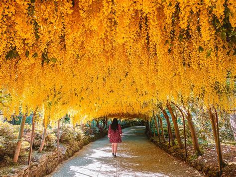 Bodnant Garden Laburnum Arch (2025) - How To See The Fairytale Flower ...