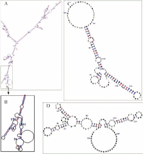 Prediction Of Stem Loop Structures Of 5 0 And 3 0 Utr And The Whole