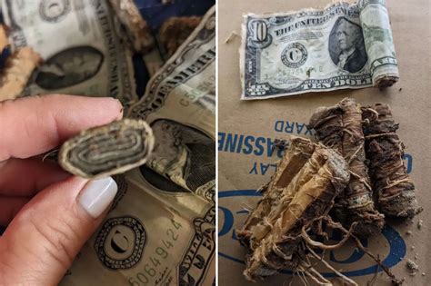 Buried Cash In Homes Yard Adds To Mystery Of Ex Owners Brothel