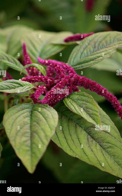 Amaranthus Crimson Tassels Hi Res Stock Photography And Images Alamy