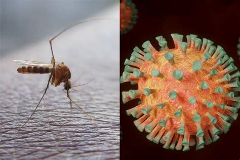 ¿cuáles Son Las Tres Etapas Del Dengue