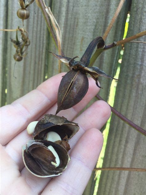 Moonflower Seedpod Moon Flower Seed Pods Flowers