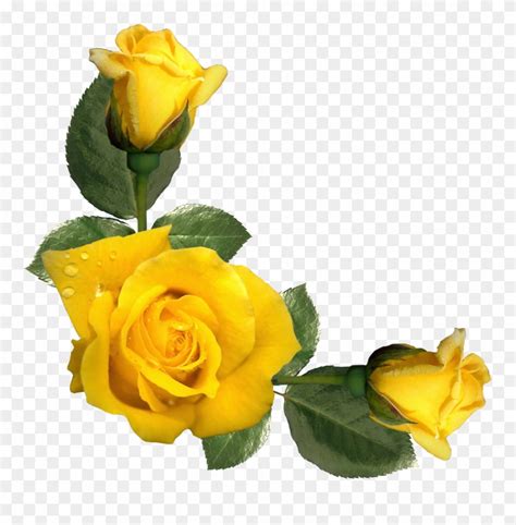 Yellow Roses Clipart - Yellow Rose Border Clipart - Png Download ...