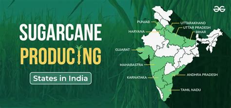 Highest Sugarcane Producing State In India Updated List