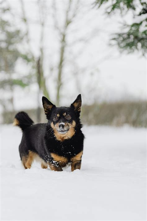 Lancashire Heeler Dog Breed Information: Temperament, Size & Care