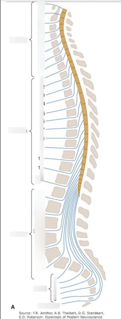 Neuroanatomy Spinal Chord Exam 2 Diagram Quizlet