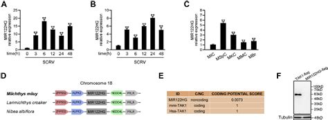 Figure 1 From The Long Noncoding Rna Mir122hg Is A Precursor For Mir