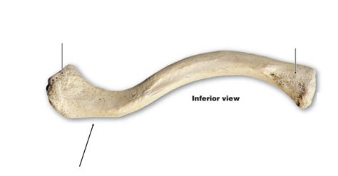 Right Clavicle Inferior View Diagram Quizlet