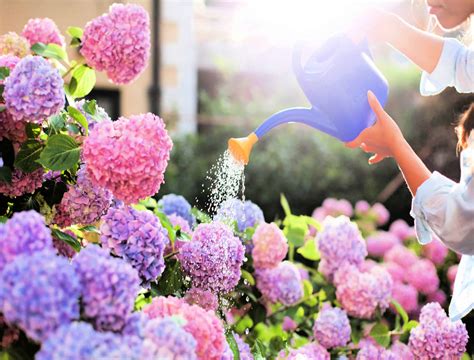 Will Your Hydrangea Come Back After Too Much Water? - Backyard Boss