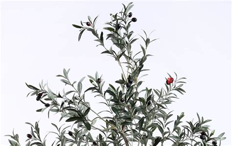 Plastic Olive Tree Manufacturer In China Sharetrade