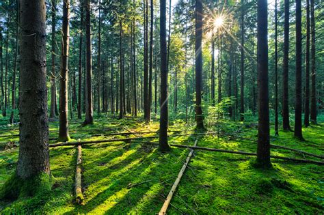 Nature | Daily Compass