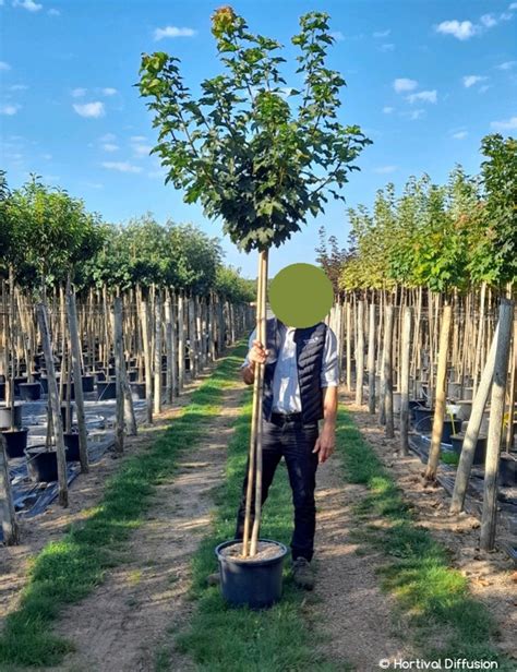 Acer Platanoides Globosum Rable Plane Boule