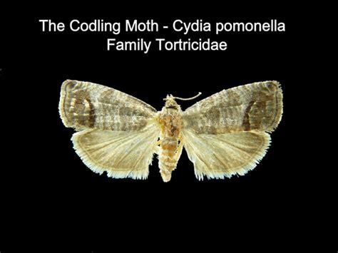 Codling Moth