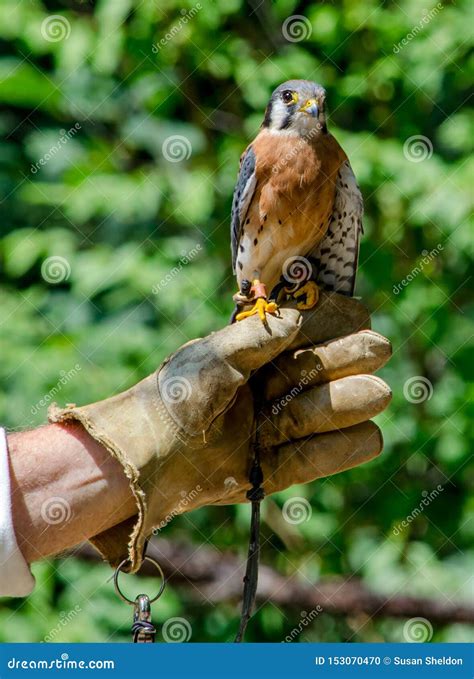 American Kestrel Falcon With Handler Stock Photo Image Of Falconry