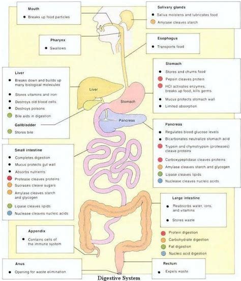 Human Digestive System Nursing School Notes Medical Education