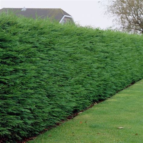 leylandii green leyland cypress cuprocyparis leylandii pack