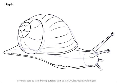 How To Draw A Snail Snails Step By Step Drawingtutorials