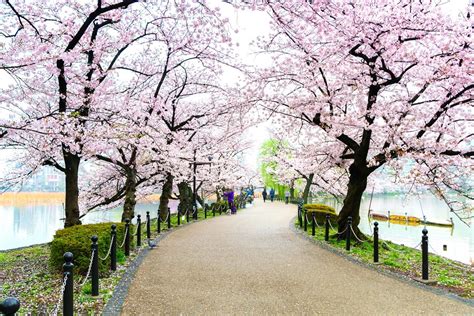 Discover The Wonders Of Ueno Park Your Ultimate Travel Guide To Tokyo