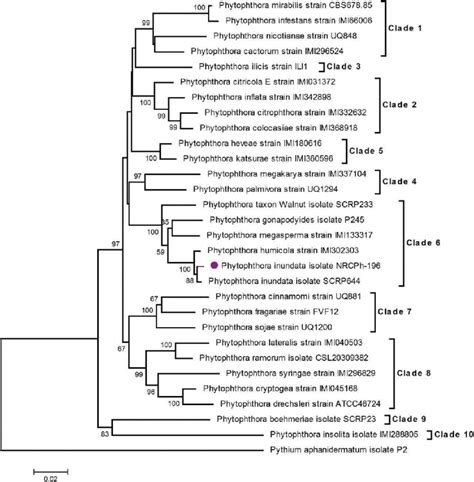 A Maximum Likelihood Phylogenetic Tree Generated In Mega The Tree