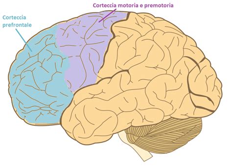 Disturbi Delle Funzioni Esecutive La Mente Non Strategica Brain In