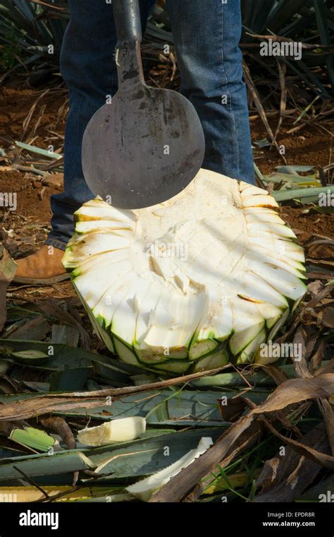 Cosecha de agave azul Tequila Jalisco México Fotografía de stock Alamy