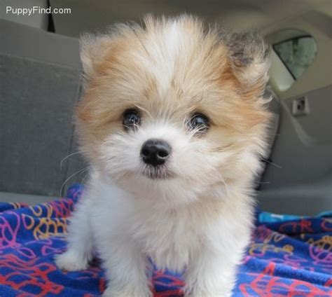 Pomeranian X Maltese Puppies For Sale Melbourne - Pets Lovers