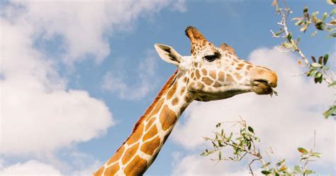 1 Hour Wild Florida Drive-Thru Safari Park Admission in Orlando - Klook