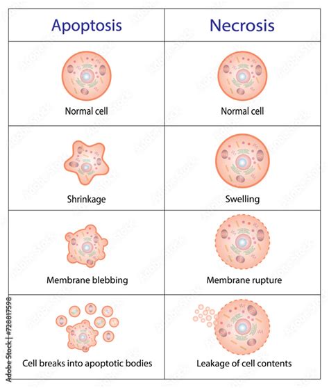 Necrosis and apoptosis of normal cell. Cell death types. Labeled ...