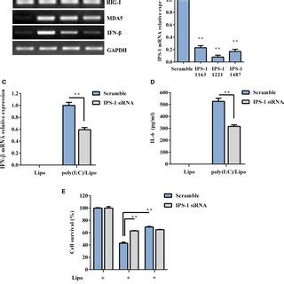 Polyinosinic Polycytidylic Acid Poly I C Transfection Induced