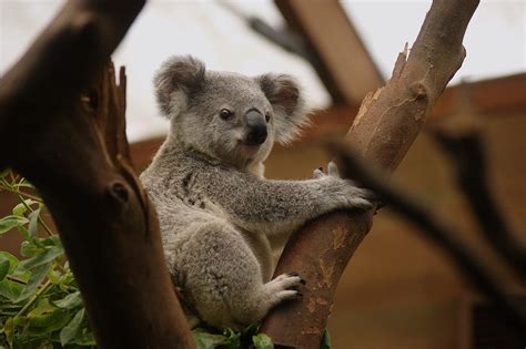 15 Animaux les plus lents DU MONDE Espèces avec PHOTOS