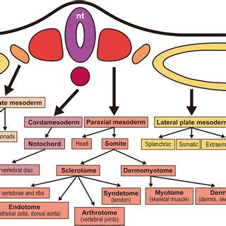 Overview of the mesodermal derivatives. The chordamesoderm and paraxial... | Download Scientific ...