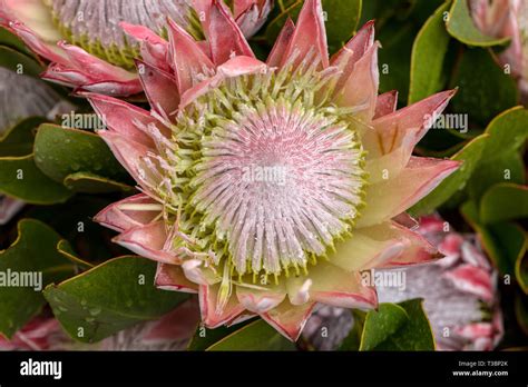 King Protea Or Protea Cynaroides The National Flower Of South Africa