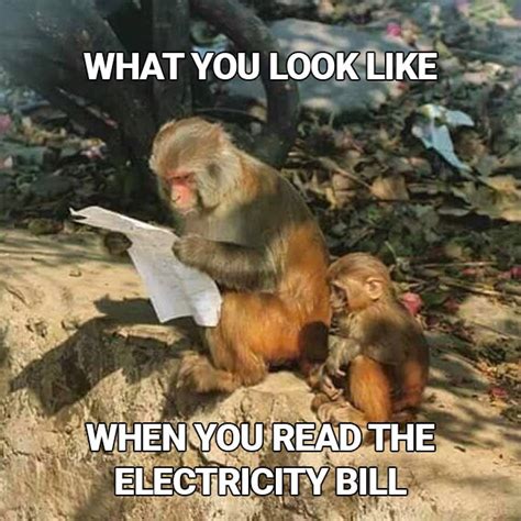 This Pic of a Monkey Reading Begs to be a Meme. Send Us Your Versions