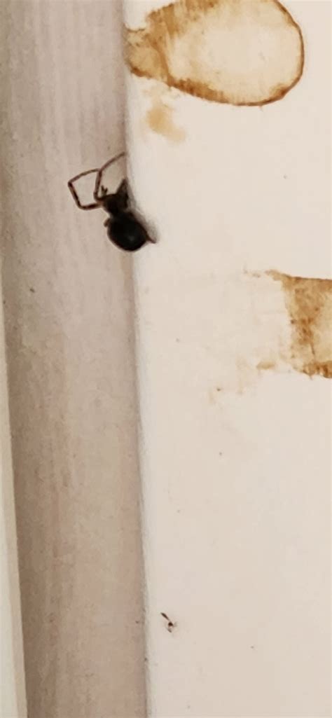 Unidentified Spider In Cape Cod Massachusetts United States