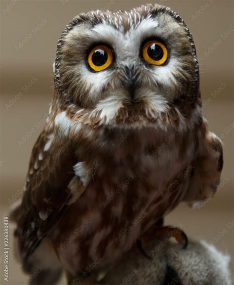 Big Eyed Owl Stock Photo | Adobe Stock