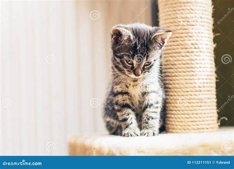 Gatito Pensativo Adorable Del Gato Atigrado Del Bebé Imagen de archivo