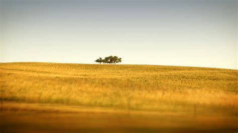 Golden field - beautiful HD wallpaper