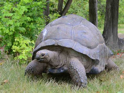 Jonathan The World’s Oldest Giant Tortoise Celebrates 190th Birthday ...