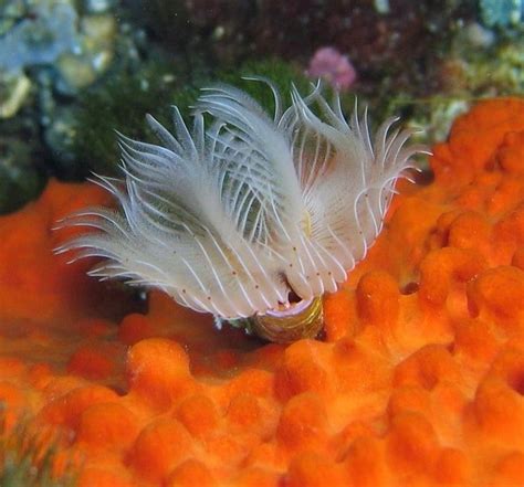 Faune Et Flore Sous Marine De La M Diterran E