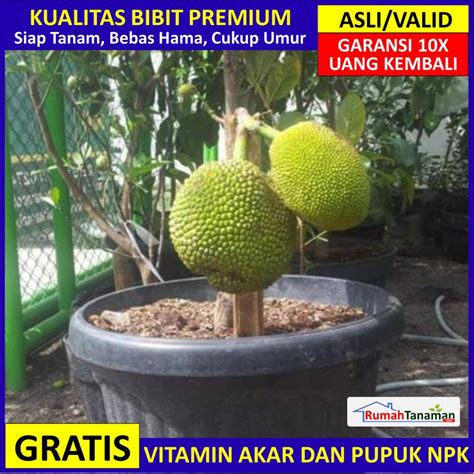 Jual Bibit Tanaman Buah Nangka Mini Unggul Varietas Dijamin Asli Dan