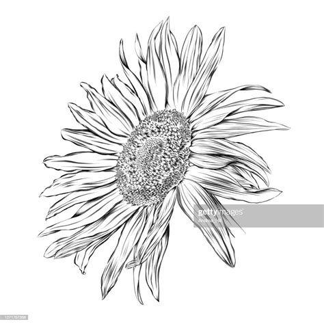 Sunflower Outline Drawing