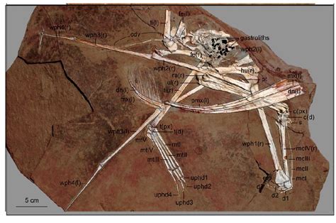 Pterodaustro Pictures & Facts - The Dinosaur Database