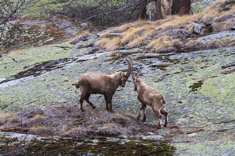 Alpine Ibexes Italy Stock Image C Science Photo Library